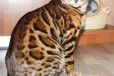 Леопардовые котята в городе Уфа, фото 1, Башкортостан