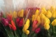 Тюльпаны к 8 марта в букетах в городе Таганрог, фото 1, Ростовская область