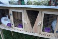 Клетки для кроликов в городе Таруса, фото 1, Калужская область