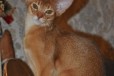 Абиссинская котенок - девочка соррель в городе Санкт-Петербург, фото 1, Ленинградская область