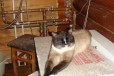 Отдам сиамскую кошку и кота в городе Новосибирск, фото 2, телефон продавца: +7 (953) 776-46-76