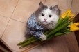 Роскошный тюльпан-гигант ) в городе Краснодар, фото 1, Краснодарский край
