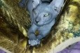Котенок донского сфинкса в городе Абакан, фото 1, Хакасия