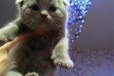 Шотландские вислоухие котята голубого окраса, родо в городе Иркутск, фото 1, Иркутская область