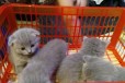Шотландские вислоухие котята голубого окраса, родо в городе Иркутск, фото 2, телефон продавца: +7 (964) 816-14-50