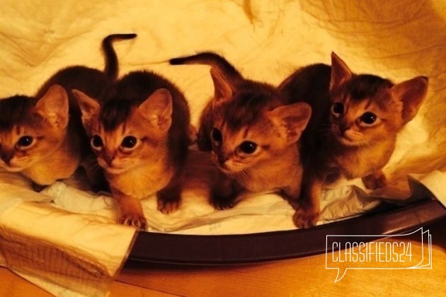 Абиссинские котята в городе Москва, фото 2, стоимость: 19 000 руб.