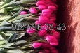 Цветок гарантия тюльпаны оптом в городе Екатеринбург, фото 1, Свердловская область