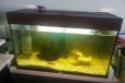 Продам аквариум juwel 120л б/у+ комплектующие в городе Ижевск, фото 1, Удмуртия