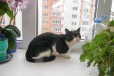 Отдам кота мышелова в городе Тюмень, фото 1, Тюменская область