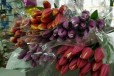 Тюльпаны (Сочи) в городе Барнаул, фото 1, Алтайский край