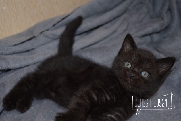 Британский черный котик в городе Омск, фото 1, стоимость: 1 500 руб.