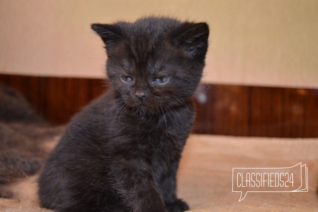 Британский черный котик в городе Омск, фото 2, Британская