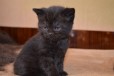Британский черный котик в городе Омск, фото 2, телефон продавца: |a:|n:|e: