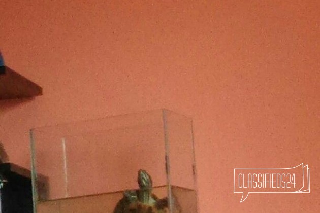 Красноухая черепаха с аквариумом 5 литров в городе Курган, фото 1, телефон продавца: +7 (909) 171-73-49