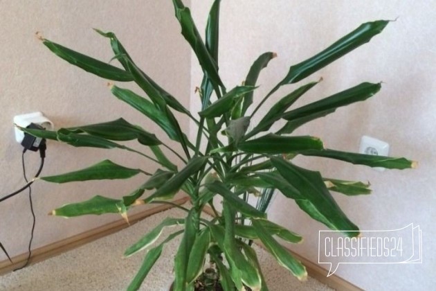 Продам комнатное растение в городе Тайшет, фото 1, телефон продавца: +7 (914) 872-54-60