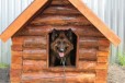 Злая собака в городе Тверь, фото 1, Тверская область