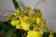 Продам орхидею онцидиум в городе Хабаровск, фото 1, Хабаровский край