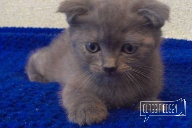 Британский котенок в городе Старый Оскол, фото 1, Британская