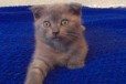 Британский котенок в городе Старый Оскол, фото 2, телефон продавца: |a:|n:|e: