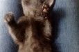 Отдам милого котенка в городе Киров, фото 1, Кировская область