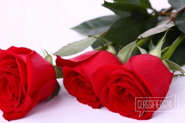 Розы оптом в городе Махачкала, фото 1, стоимость: 180 руб.
