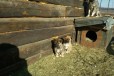 Продам щенков Лайки в городе Белогорск, фото 1, Амурская область