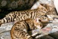 Бенгальских кошки с лопардовым принтом ) в городе Советская Гавань, фото 1, Хабаровский край