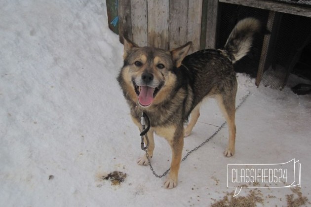 Пёс на охрану в городе Киров, фото 1, Другая