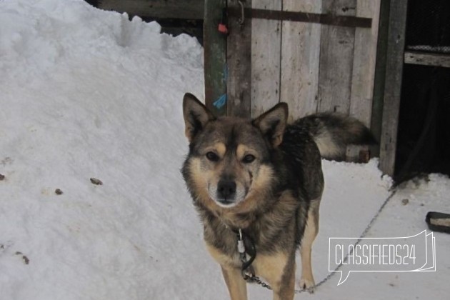 Пёс на охрану в городе Киров, фото 2, Кировская область