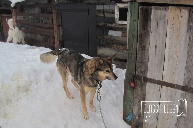 Пёс на охрану в городе Киров, фото 3, телефон продавца: +7 (953) 132-28-05