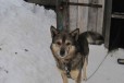 Пёс на охрану в городе Киров, фото 2, телефон продавца: +7 (953) 132-28-05