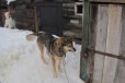 Пёс на охрану в городе Киров, фото 3, стоимость: 0 руб.