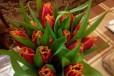 Тюльпаны оптом в краснодаре в городе Краснодар, фото 1, Краснодарский край