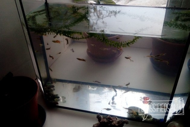Рыбки гуппи + аквариум на 30 литров + растения в городе Оренбург, фото 1, стоимость: 1 200 руб.