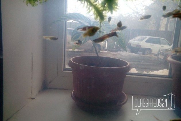 Рыбки гуппи + аквариум на 30 литров + растения в городе Оренбург, фото 2, Аквариумные рыбки