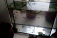 Рыбки гуппи + аквариум на 30 литров + растения в городе Оренбург, фото 1, Оренбургская область