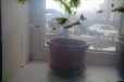 Рыбки гуппи + аквариум на 30 литров + растения в городе Оренбург, фото 2, телефон продавца: +7 (987) 843-71-43