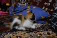 Прелестный котенок Отдам В Добрые Руки в городе Омск, фото 1, Омская область