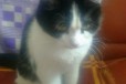 Отдам кошку в хорошие руки в городе Полысаево, фото 2, телефон продавца: +7 (951) 576-58-72