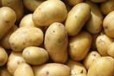 Семенной картофель в городе Кисловодск, фото 1, Ставропольский край