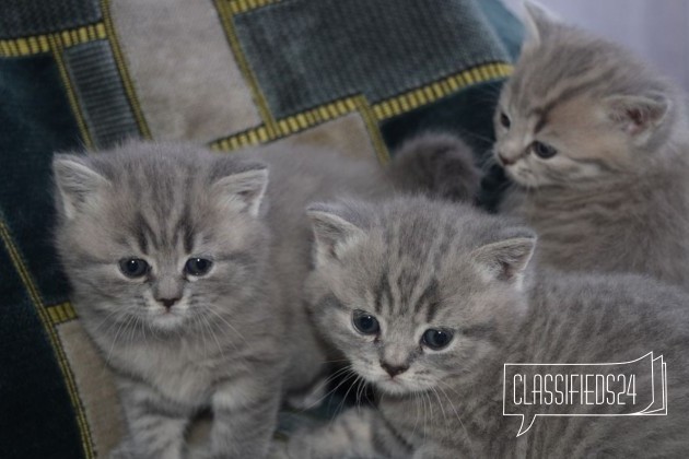 Очаровательные британские котята в городе Саранск, фото 1, телефон продавца: +7 (937) 515-40-64