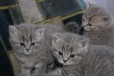 Очаровательные британские котята в городе Саранск, фото 1, Мордовия