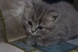 Очаровательные британские котята в городе Саранск, фото 2, телефон продавца: +7 (937) 515-40-64
