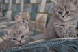 Очаровательные британские котята в городе Саранск, фото 3, стоимость: 5 000 руб.