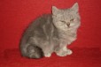 Продаётся шотландский котёнок в городе Омск, фото 1, Омская область