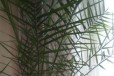 Пальма финиковая в городе Ртищево, фото 1, Саратовская область