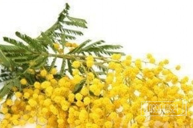 Мимоза цветы к 8 марта в городе Тверь, фото 1, телефон продавца: +7 (915) 711-15-77