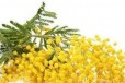 Мимоза цветы к 8 марта в городе Тверь, фото 1, Тверская область