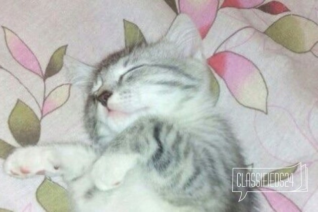 Котёнок 7 месяцев в добрые руки в городе Нижний Новгород, фото 1, телефон продавца: +7 (952) 454-99-61