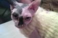 Ищу котика для вязки в городе Северодвинск, фото 2, телефон продавца: +7 (950) 963-39-18